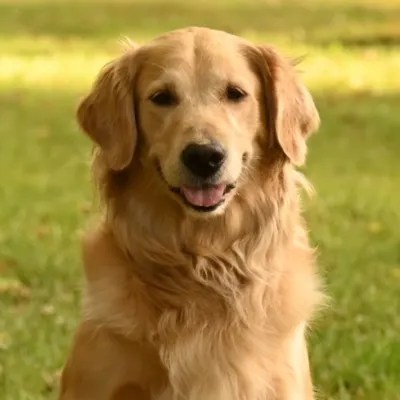 Ima, a light gold golden retriever