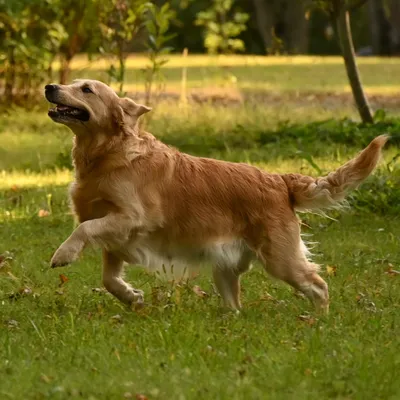 Kiah, a light gold golden retriever