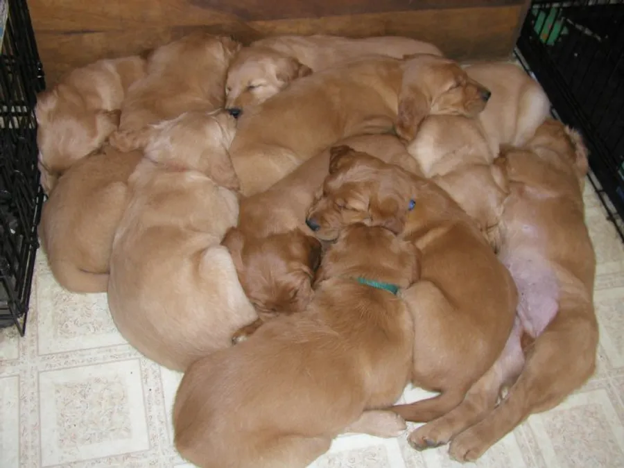 Tim and Donna Gernert with their golden retrievers at Gernert's Goldens in Springfield, Ohio