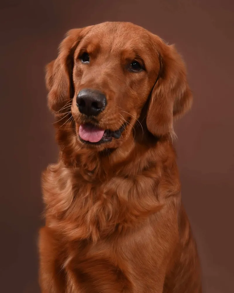 Zeke, a dark gold golden retriever
