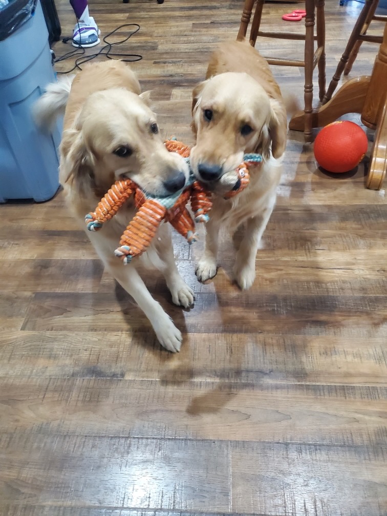 Ima, a light gold golden retriever