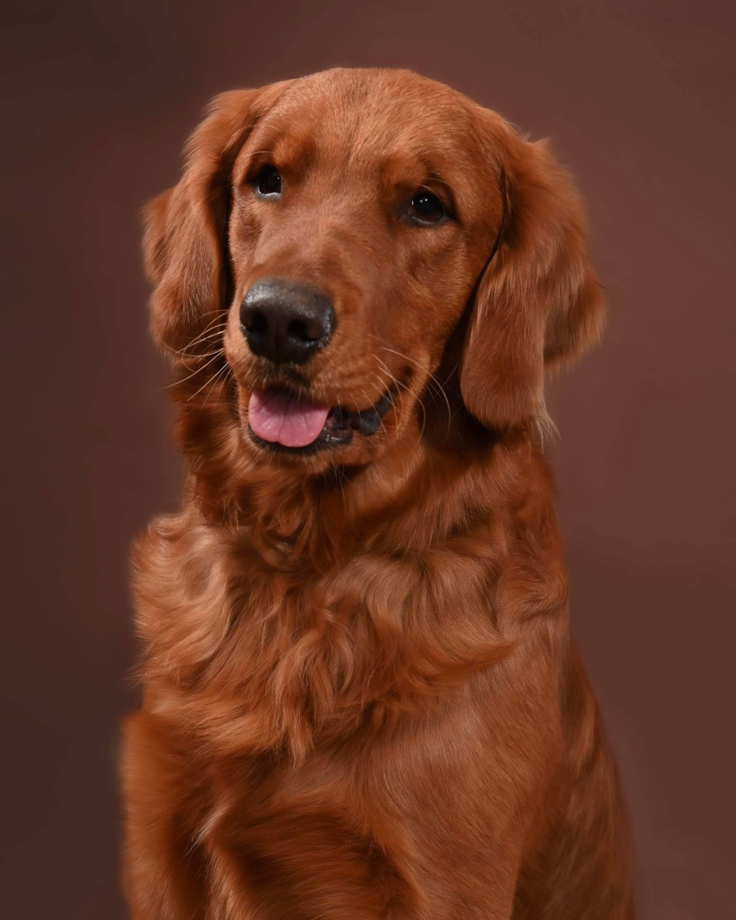 Zeke, a dark gold golden retriever